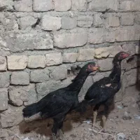 جوجه لاری سیاه