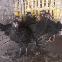 مرغ و خروس قربونی