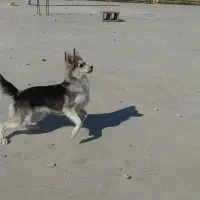 سگ زیبا|سگ|جهرم, |دیوار