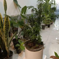 گل شمشاد ابلق و سبز و پایه دار ارسال رایگان + هدیه|گل و گیاه طبیعی|مشهد, رده|دیوار