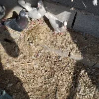 کفتر طوقی|پرنده|بندرعباس, |دیوار