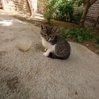 واگذاری بچه گربه