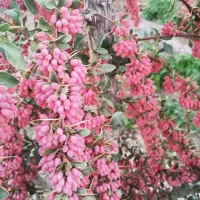 زرشک تازه ارگانیک قائنات|عمده‌فروشی|ساری, |دیوار
