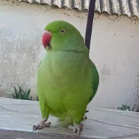 ملنگو ماده مست