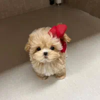 مالتی پو . سگ فنجونی . سگ عروسکی