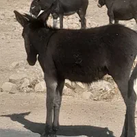 فروش ومعاوضه خربااسب