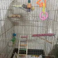 عروس هلندی جفت|پرنده|تهران, وحیدیه|دیوار