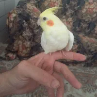 عروس هلندی فول دستی نر چشم شرابی سخنگو