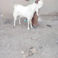 بز گلابی دوسال ونیم نر|حیوانات مزرعه|اندیمشک, |دیوار