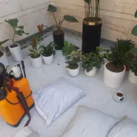 ویزیت گل گیاه در منزل تعویض خاک گیاه پزشکی نگهداری|گل و گیاه طبیعی|مشهد, صیاد شیرازی|دیوار