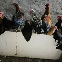 ۷ تا خروس گلپایگانی