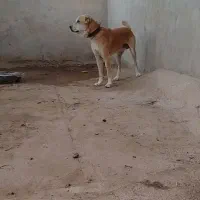 سگ‌دزدیده شده