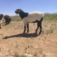 بز نر گمشده نیه خارجی