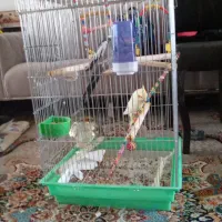 عروس هلندی نرماده رام|پرنده|سنقر, |دیوار