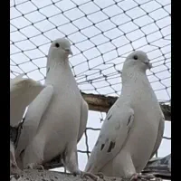 کبوتربارجدیدرسید