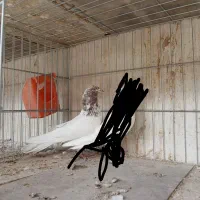 کفتر پرشی کاشان|پرنده|کاشان, طاهرآباد|دیوار