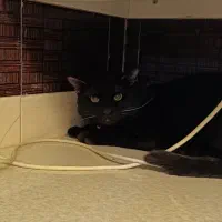 گربه ی خانگی ۱۱ماهه