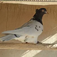 کبوتر کله ای و طوقی|پرنده|شاهینشهر, عطار|دیوار