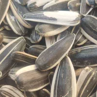 تخمه آفتابگردان کانادایی