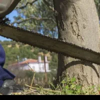 خرید انواع چوب با بالا ترین قیمت|خدمات باغبانی و درختکاری|دورود, |دیوار