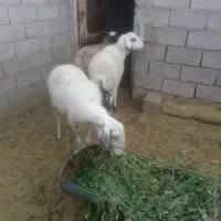 میش وبره