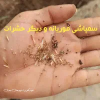 سمپاشی موریانه.سمپاشی حشرات آفات.سمپاشی سوسک ساس