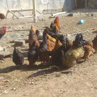 تخم مرغ نطفه دار محلی