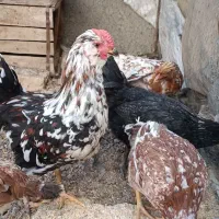 مرغ و خروس گلین