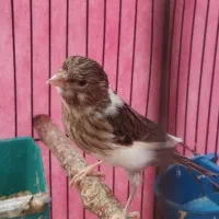 قناری|پرنده|اهواز, کمپلو شمالی|دیوار