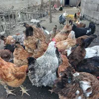 مرغ محلی|حیوانات مزرعه|رشت, حومه رشت|دیوار