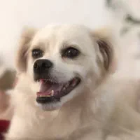 سگ گمشده|حیوانات|شیراز, معالی‌آباد|دیوار