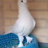 جفت کبوتر یاهو