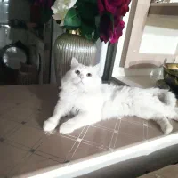 گربه پرشین گمشده در خسروشاه