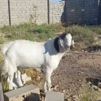 فروش دوعددبزغاله