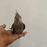 جوجه عروس وایت فیس|پرنده|رشت, پارک شهر|دیوار