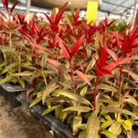 استخدام در مرکز کشت بافت و نهالستان