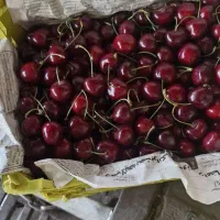 آلبالو و گیلاس  دارید تماس بگیرید‌
