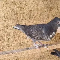 چندتا جوجه گرفتنی و ی جفت نرو ماده حسابی|پرنده|قم, آزادگان|دیوار