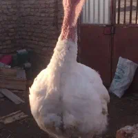 سلام بوقلمون زنده موجود هستن
