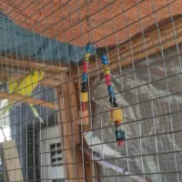 مرغ عشق|پرنده|الوند, |دیوار