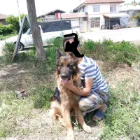 ژرمن شولاین مولد جفت نروماده اصیل،|سگ|آستانه اشرفیه, |دیوار