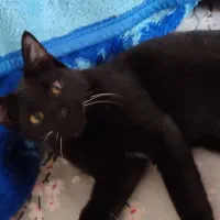 واگذاری رایگان|گربه|پیشوا, |دیوار