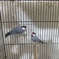 طوطی پروتلت و فنچ نرگسی شکلاتی و سیلور و ابلغ|پرنده|قوچان, |دیوار