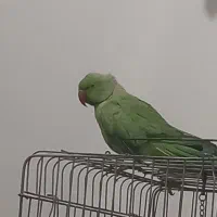 یه جفت طوطی ملنگو مولد موعظه دارم .|پرنده|کرج, کمال‌شهر|دیوار