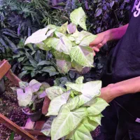 گل و گیاه سینگنیوم سبز|گل و گیاه طبیعی|اهواز, پادادشهر|دیوار