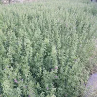 بذر یونجه بمی(بذرعلف) کیلویی420هزار