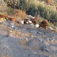 ۵۰راس گوسفند دانه هشت میلیون