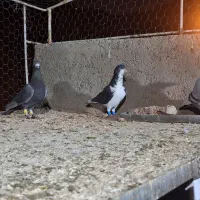 کفتر یا کبوتر|پرنده|شیراز, سعدیه شمالی|دیوار