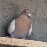 پلاکی زرد همچی تمام|پرنده|رباطکریم, شترخوار|دیوار