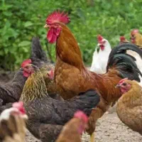 مرغ خانگی تخم گذار